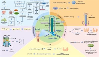 The role of primary cilia in thyroid diseases